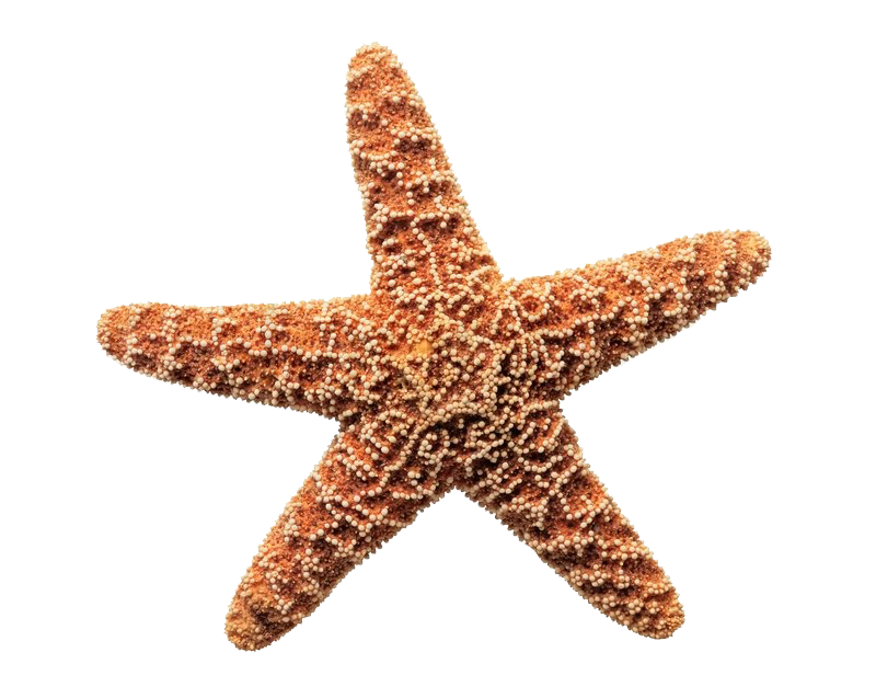 Starfish