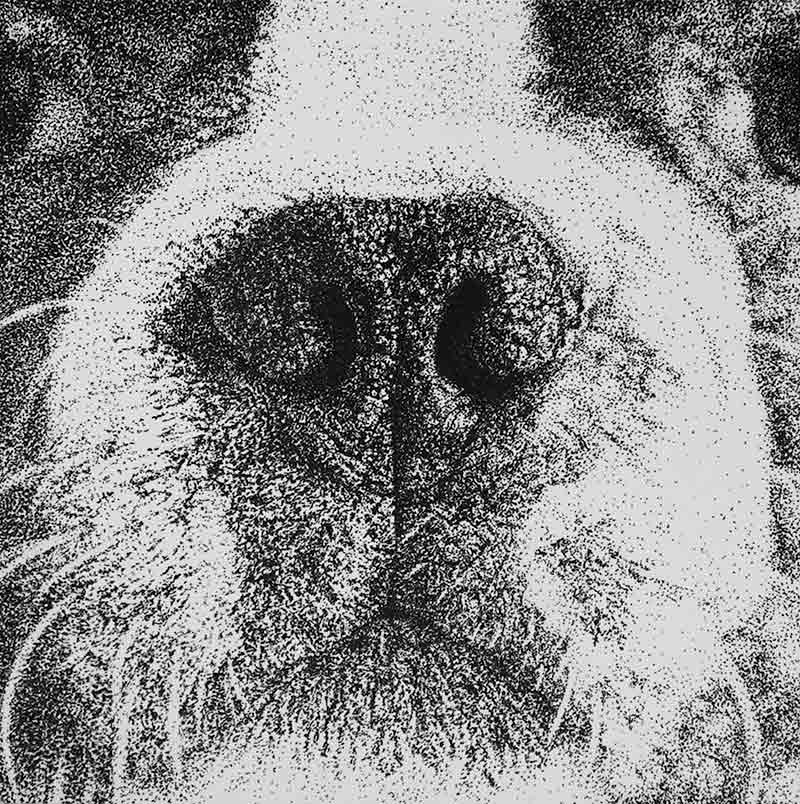 Boston Terrier by Megan Eldredge