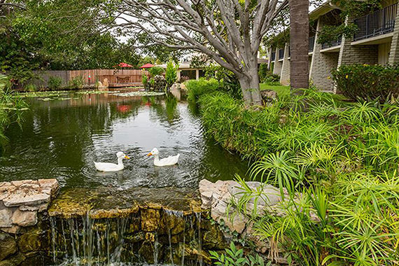 hotel with pond